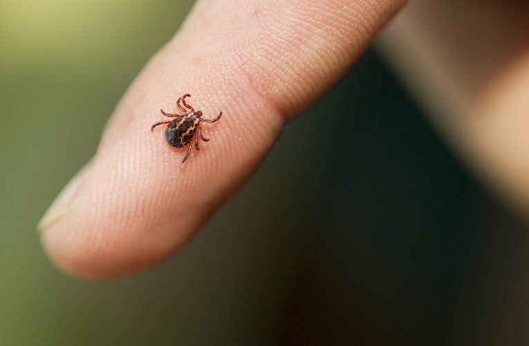 Connecticut reports its first case of tick-borne Powassan virus in 2022: What to know