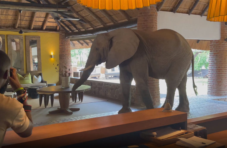 Elephant wanders into hotel lobby through the front door