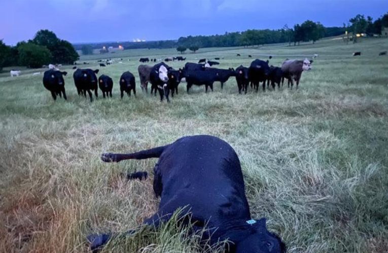 Lightning kills cow ‘on the spot’ as severe thunderstorm hits Alabama farm