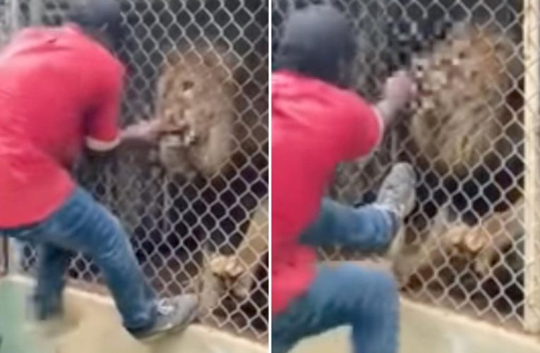 Lion shows clout-seeking zoo worker who’s boss in shocking video