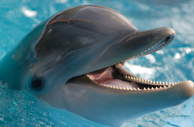 Dolphins use coral reef to treat skin conditions, study suggests