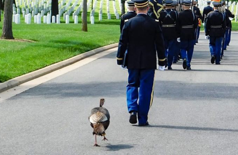 Wild turkey joins funeral procession at Arlington National Cemetery