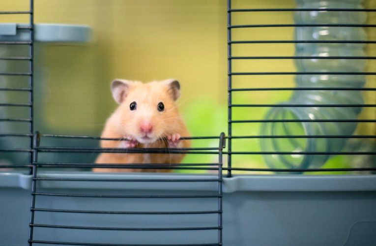 Northwestern University gene-editing experiment turns hamsters violent