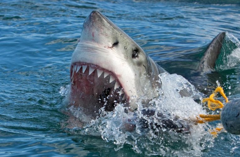 Man miraculously survived great white shark attack by playing dead