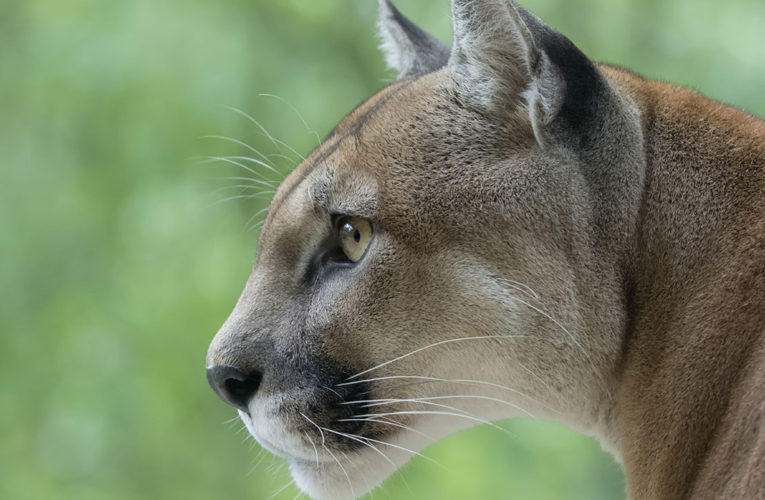 9-year-old girl survives rare cougar attack in Washington