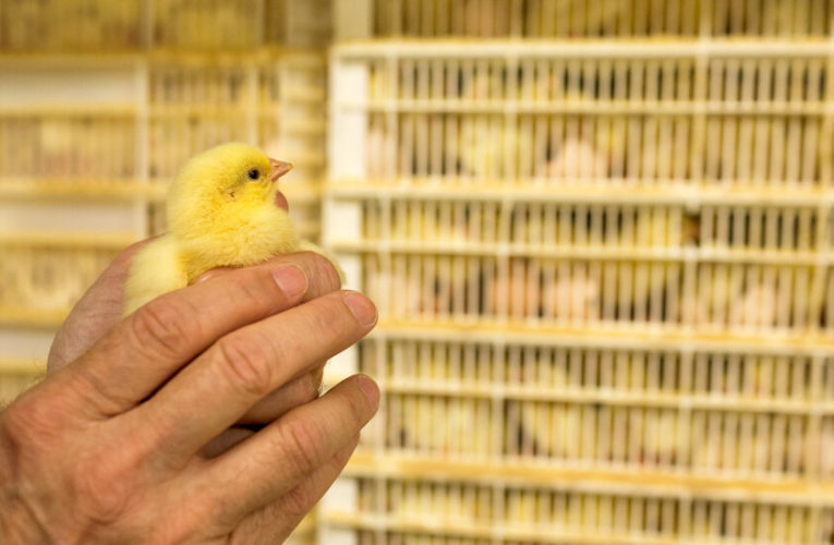 Biden administration aims to increase regulation and competition in the poultry industry.