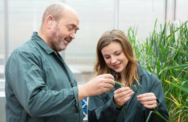 Plant scientists welcome UK bill to deregulate crop engineering