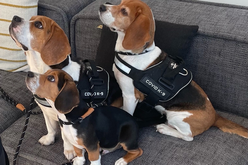 COVID-sniffing dogs from BioScent, a Florida detection dog company. They were deployed in Chinatown in October.