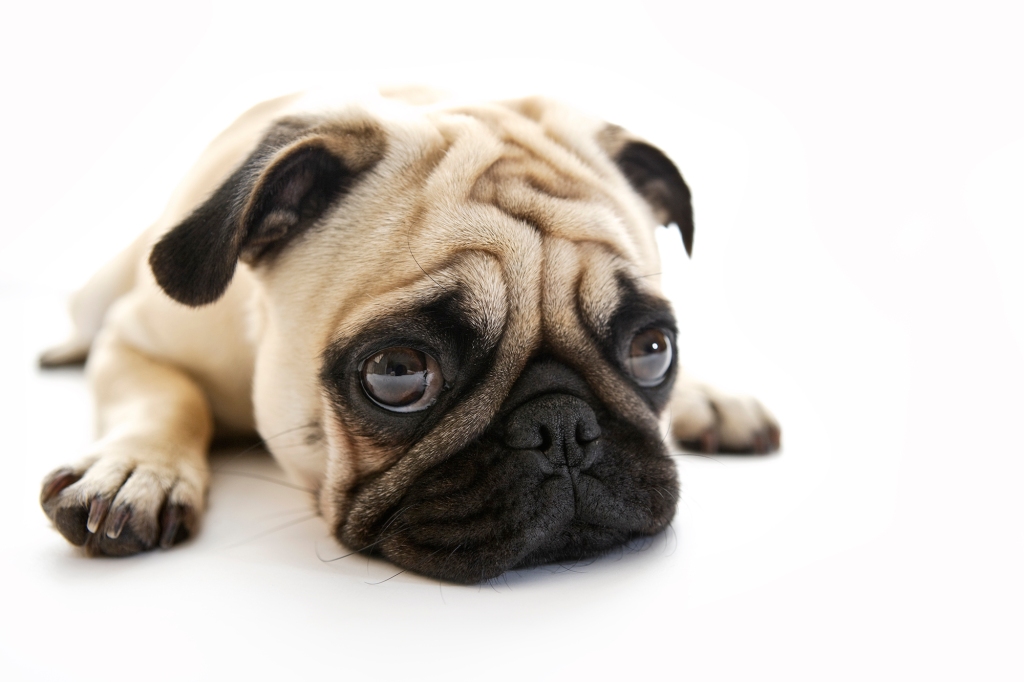 Those doughy puppy eyes your pooch flashes at you when they've chewed your favorite shoes aren't actually quite an apology, as many owners assume.