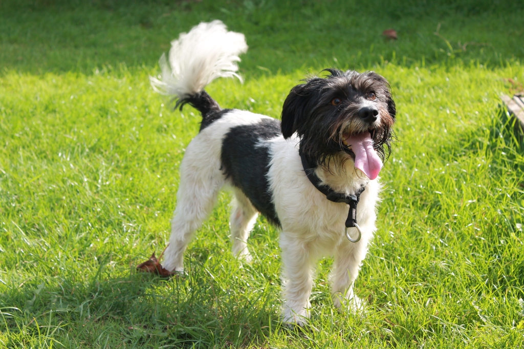 A small terrier cross breed