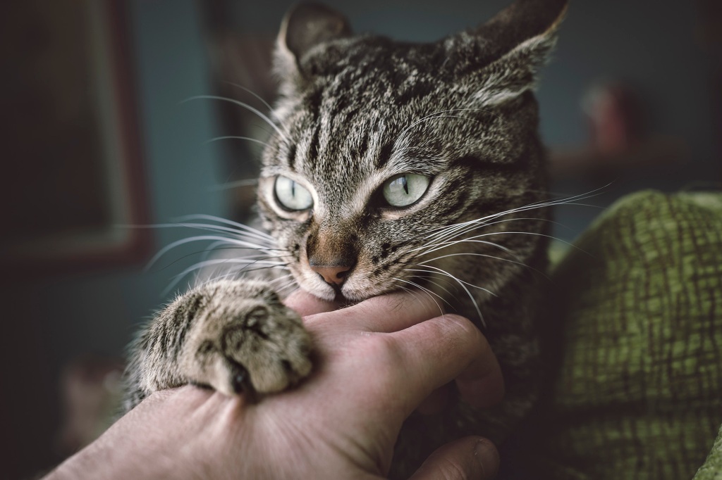 Tabby cat biting and scratching its owner's hand.