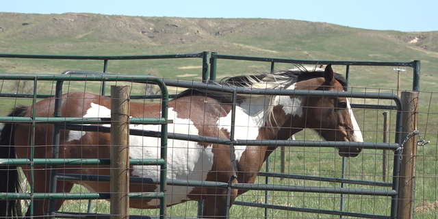 Iggy the wild mustang.