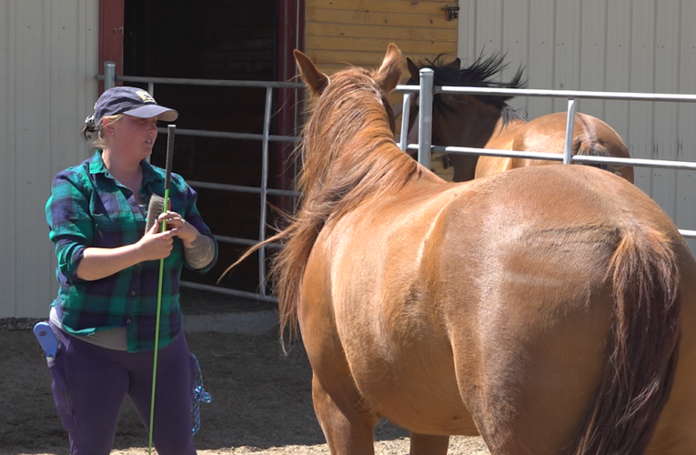 Memorial Day: Horse therapy helps veterans heal from the invisible wounds of war