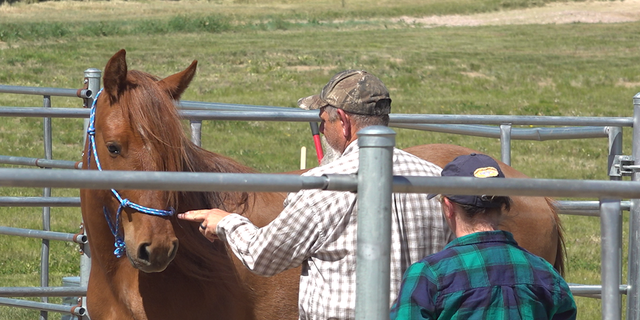 Kelly Alexander and Audra Smith work with a wild mustang.