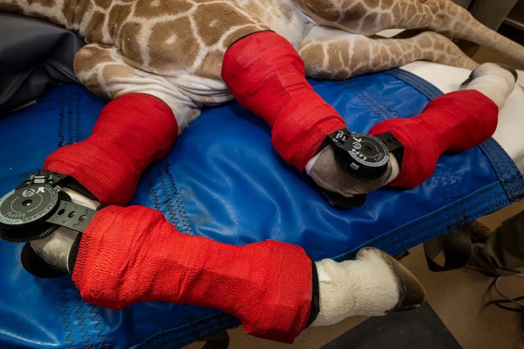 Msituni, which means "in the forest" in Swahili— received a pair of specialized giraffe-patterned orthotic braces that attached to her front legs to help correct a hyperextension of the carpi, bones that are equivalent to those in the human wrist