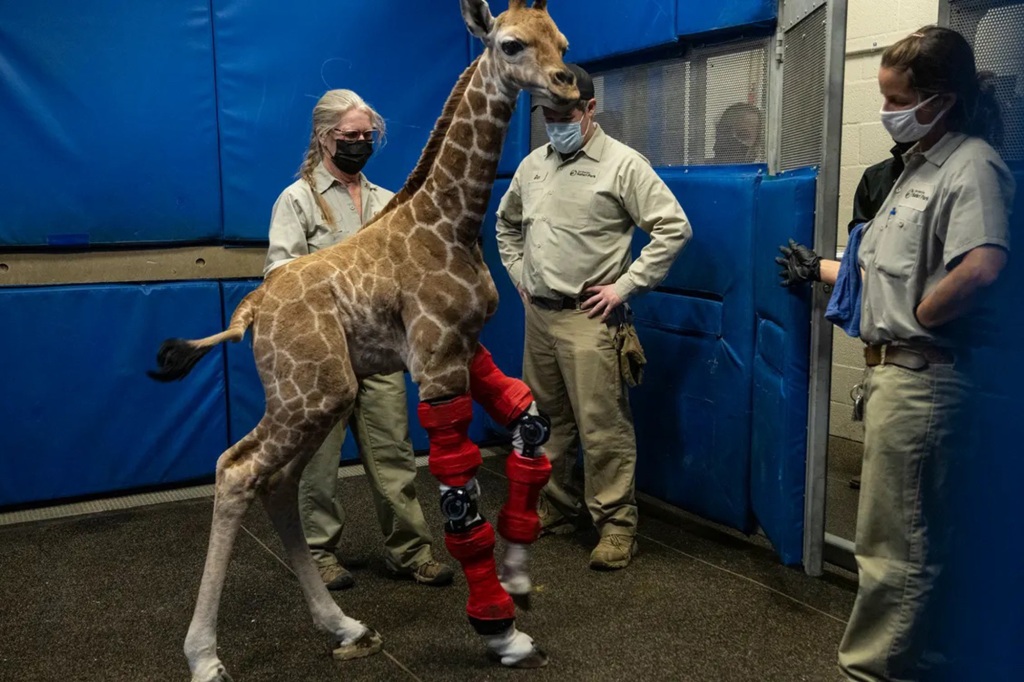 This disorder had caused the giraffe’s front legs to bend improperly, and made it difficult for her to stand and walk