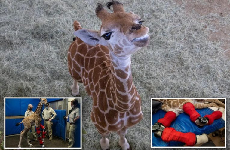 Leg braces give San Diego giraffe calf new lease on life