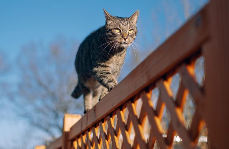 Here are 4 ways to keep cats out of your garden