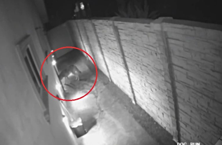 Coyote sneaks into Los Angeles home through dog door: video