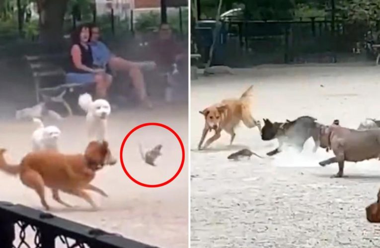 Rat causes chaos at NYC dog park in hilarious viral video