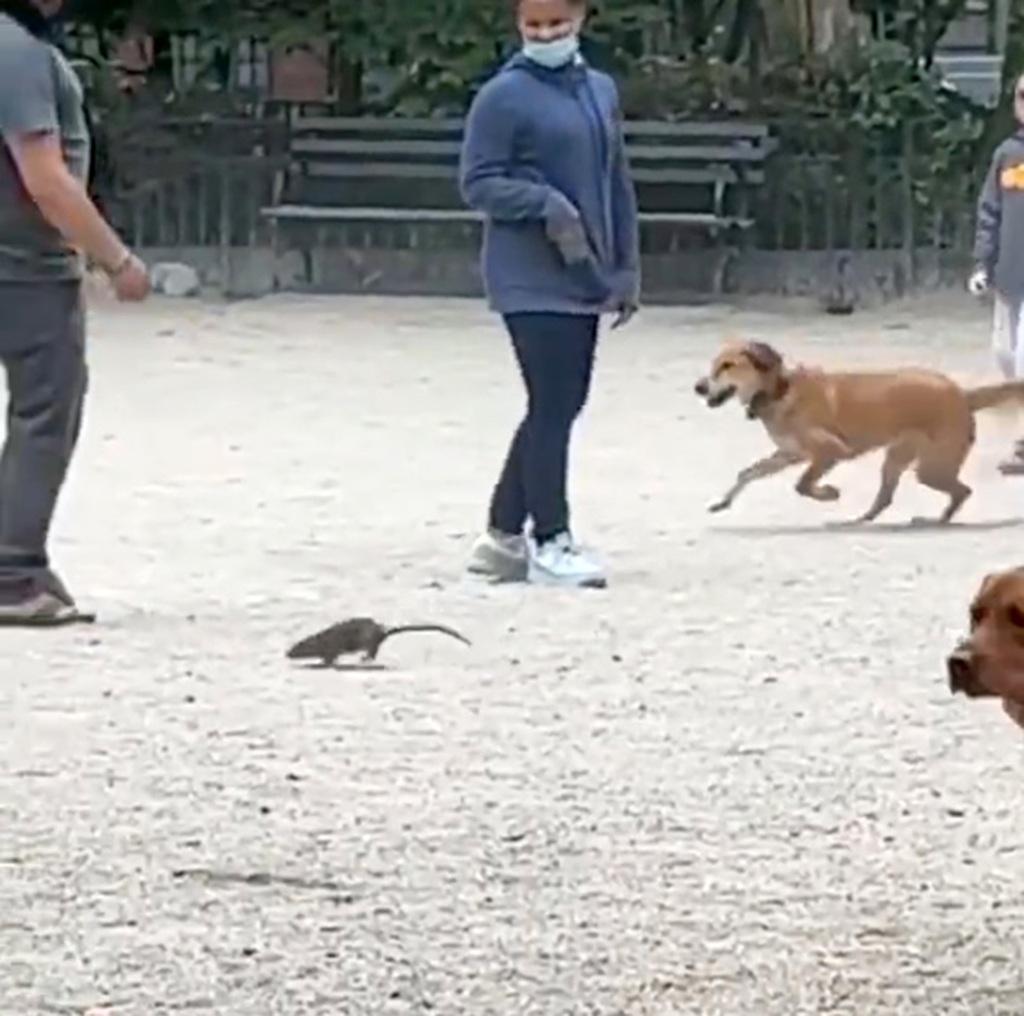 Rat in dog park