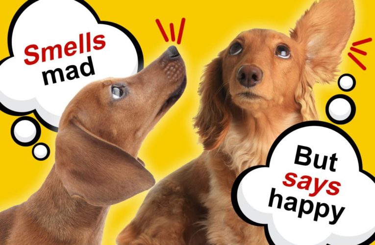 How dogs can understand English and even smell your emotions