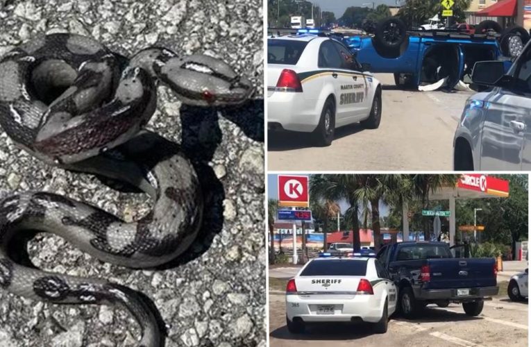 Florida woman throws fake snake at cop before arrest