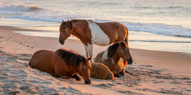 Campers on the East Coast part of the country can camp at Assateague Island National Seashore in Maryland and Virginia.