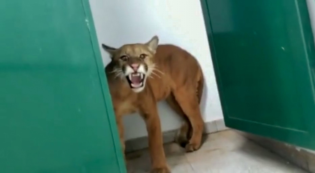 Jaguar found in a school bathroom in Nova Lima in Brazil in May 2022