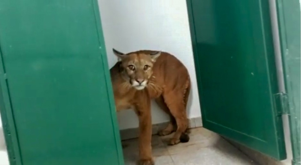 Jaguar found in a school bathroom in Nova Lima in Brazil in May 2022. (CEN)
