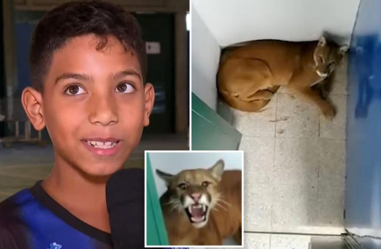 9-year-old boy finds jaguar in school bathroom: video