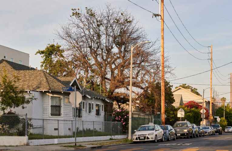 In Los Angeles, a Tree With Stories to Tell