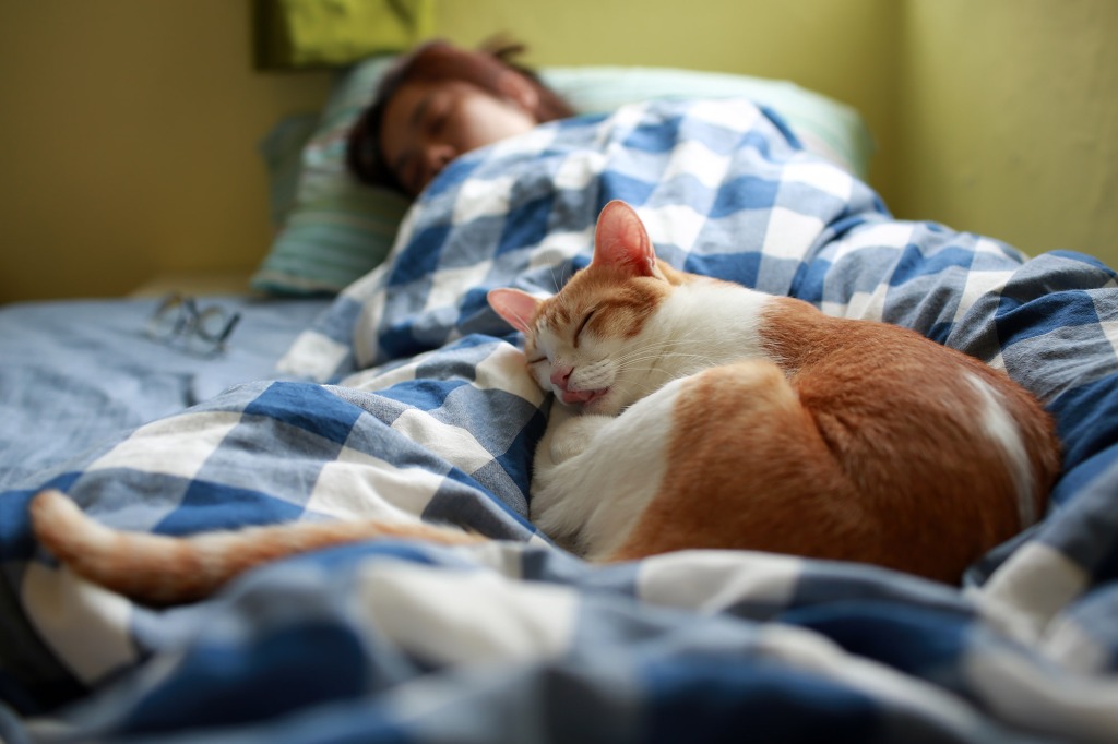 woman in bed with cat