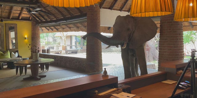 Andy Hogg, managing director of the lodge, told SWNS that employees know to keep food hidden to prevent the elephants from taking it.