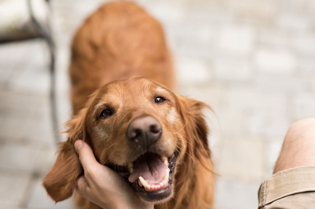 Petting Golden Retriever 