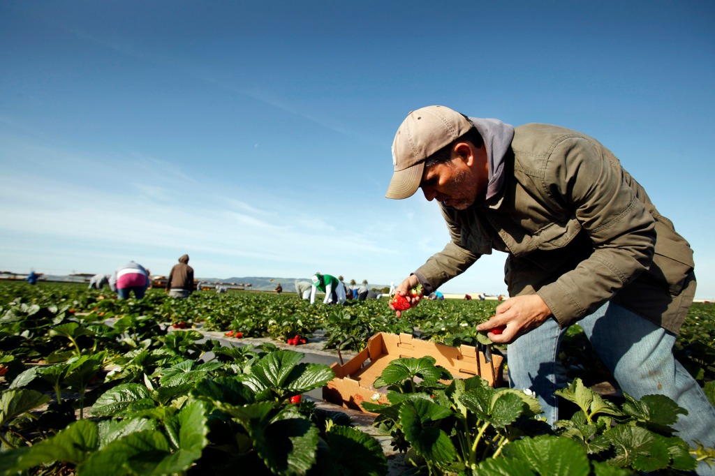 mes via Getty Images writer Hector Becerra picks boxes of strawberries alongside workers in a Santa Maria, California field on April 2, 2013. Becerra writes a first person story about picking strawberry crops and why there's an american shortage of workers willing to do this type of work.