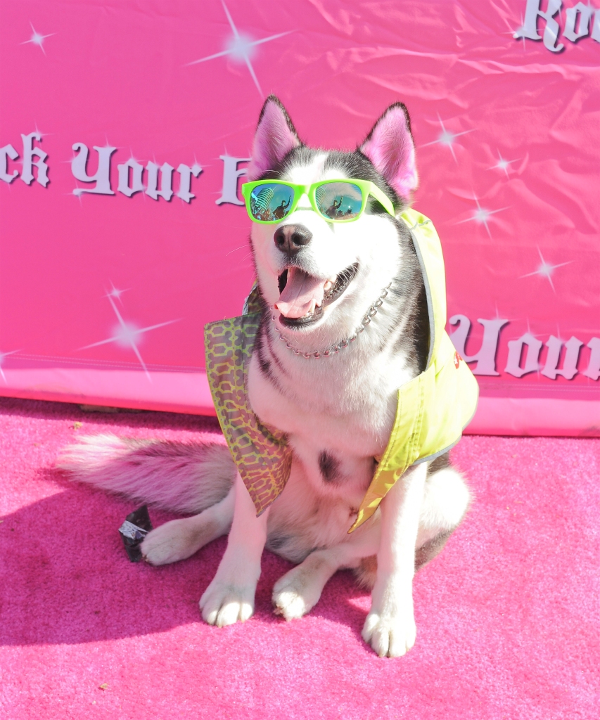 Swagrman aka Swag Wolfdog attends Rock Your Hair Presents "Rock Your Summer" Party and Concert  on June 3, 2017, in Los Angeles, California.