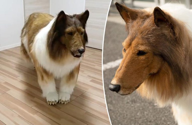 Man spends $15K on collie costume to live as dog
