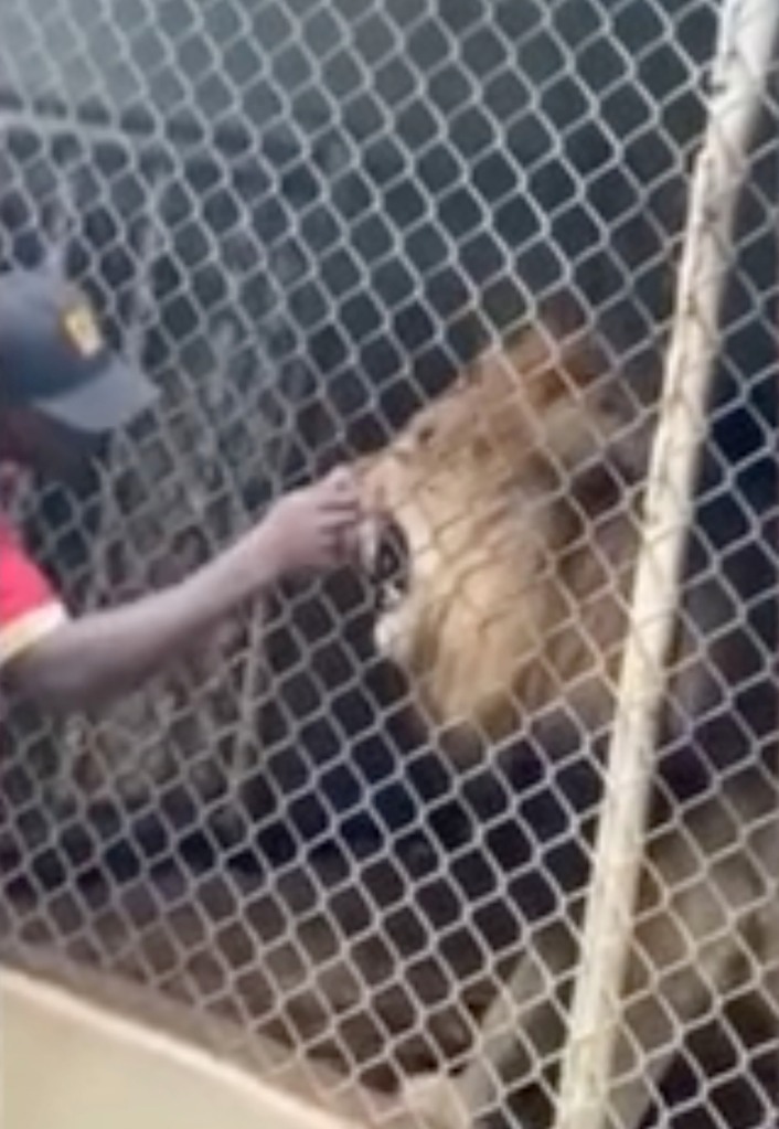 Things appear to be going swimmingly until Simba chomps down on one of the impromptu lion tamer's fingers.