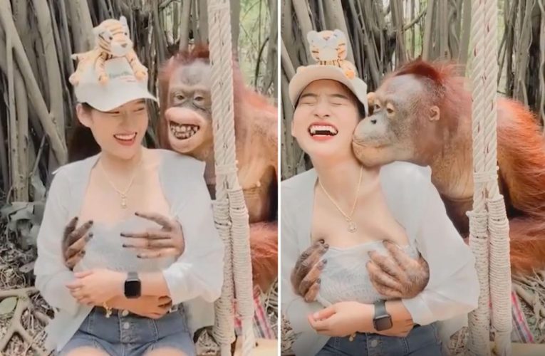 Frisky orangutan grabs woman’s breasts, gives sloppy kiss at zoo