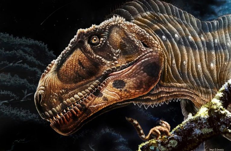 Watch out T-rex! New giant dino with tiny arms discovered