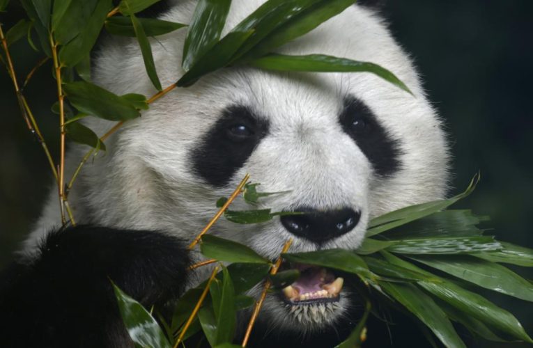 Mexico’s oldest panda. Shuan Shuan dead on 35th birthday