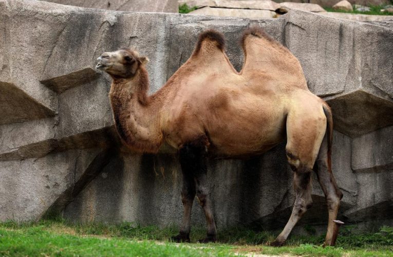 Minnesota zoo worker hospitalized after camel attack