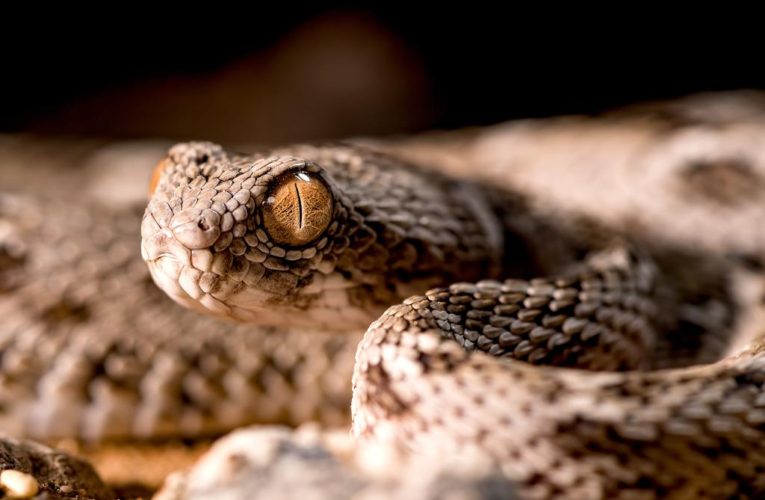 This species is the world’s deadliest snake