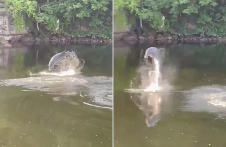 Wayward dolphin spotted in Connecticut river from Long Island Sound