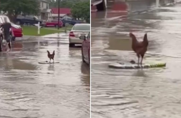 Watch chicken surf floodwaters down a West Virginia street