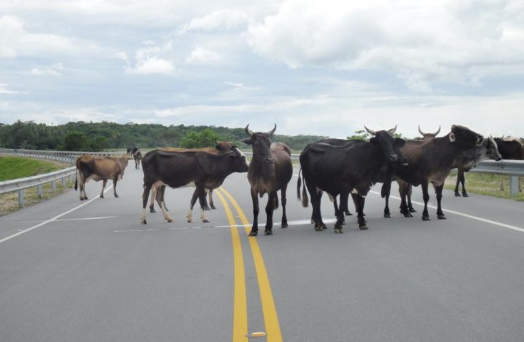 Cows cause traffic jam on Florida highway