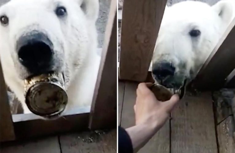 Polar bear with can stuck in mouth rescued after asking humans for help