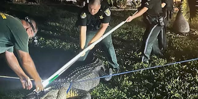 Charlotte County deputies and Florida Fish and Wildlife officers subdued the 11-foot, 2-inch gator.