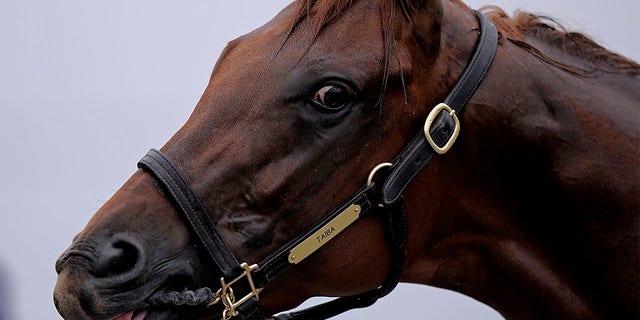 Kentucky Derby entrant Taiba gets a bath after a workout at Churchill Downs Wednesday, May 4, 2022, in Louisville, Ky. Taiba is the slight 7-5 favorite over the undefeated Jack Christopher in the $1 million Haskell Stakes on Saturday, the first major race for 3-year-olds following the Triple Crown. 